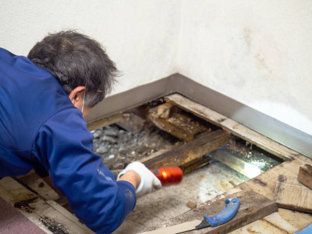 Best Certified Mold Removal  in Winter Gardens, CA