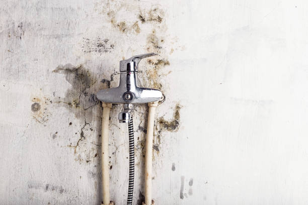 Best Professional Mold Removal  in Winter Gardens, CA