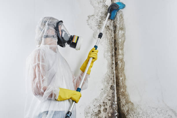 Best Emergency Mold Removal  in Winter Gardens, CA