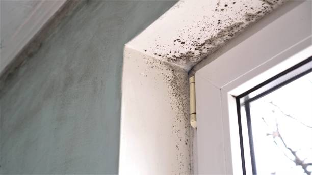 Best Professional Mold Removal  in Winter Gardens, CA