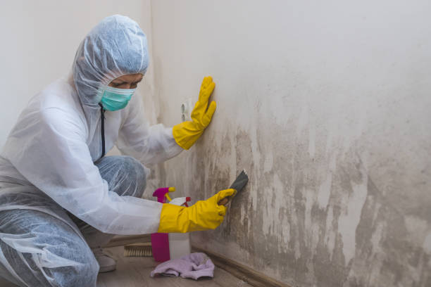 Best Local Mold Removal Service  in Winter Gardens, CA