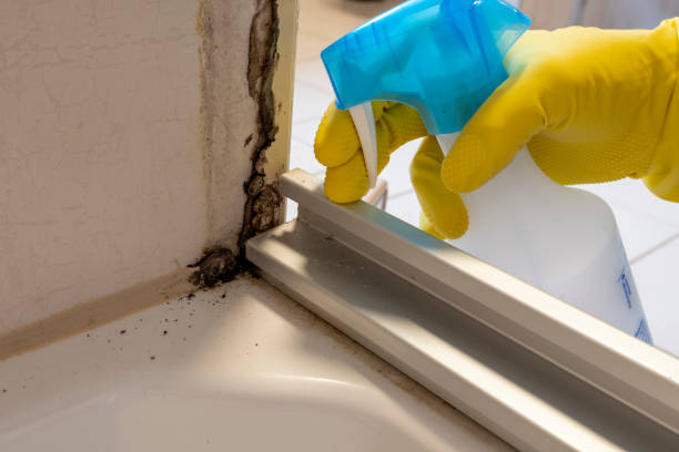Best Residential Mold Removal  in Winter Gardens, CA