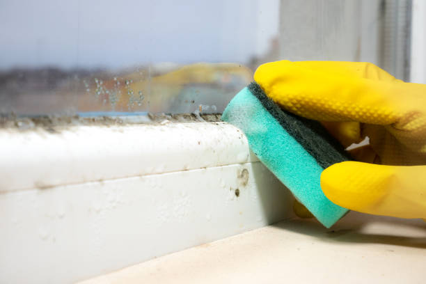 Best Fast Mold Removal  in Winter Gardens, CA