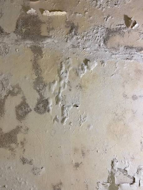 Best Toxic Mold Removal  in Winter Gardens, CA