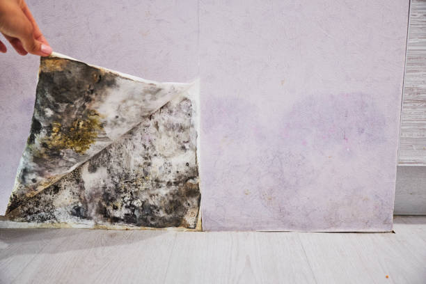Best Residential Mold Removal  in Winter Gardens, CA